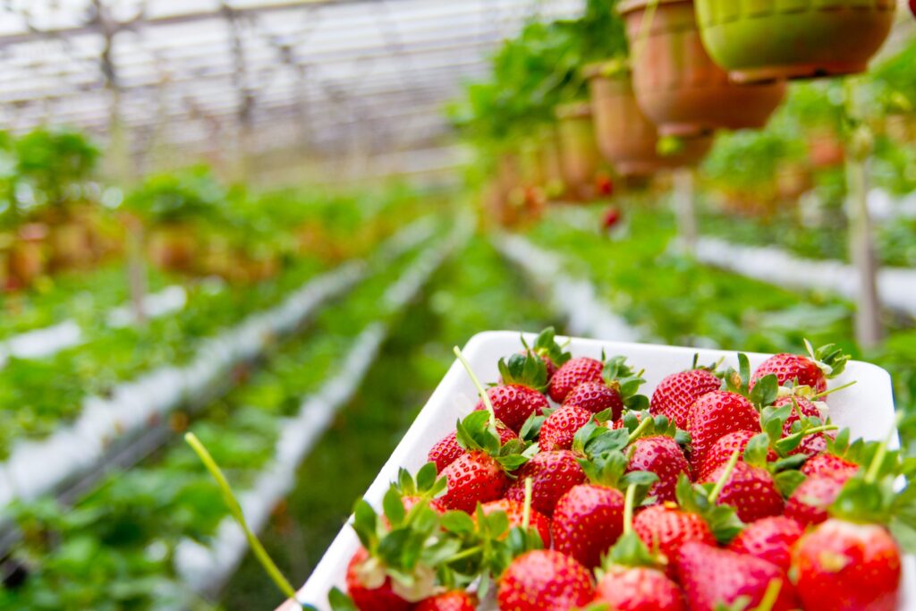 Organic farming landscape